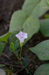 White morning-glory